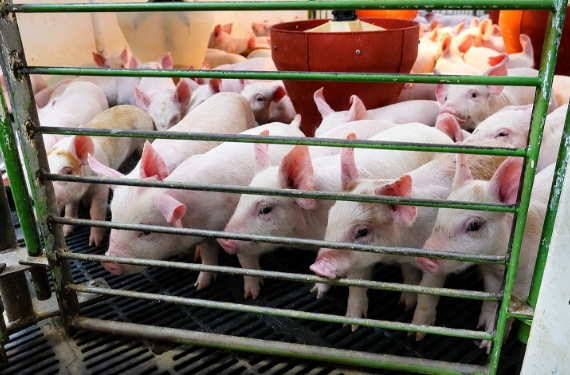 肥育農場の離乳舎へお引越し